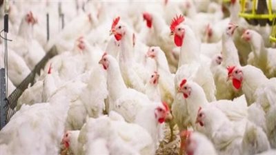 أسعار الدواجن اليوم الجمعة 29ـ1ـ2021في مصر